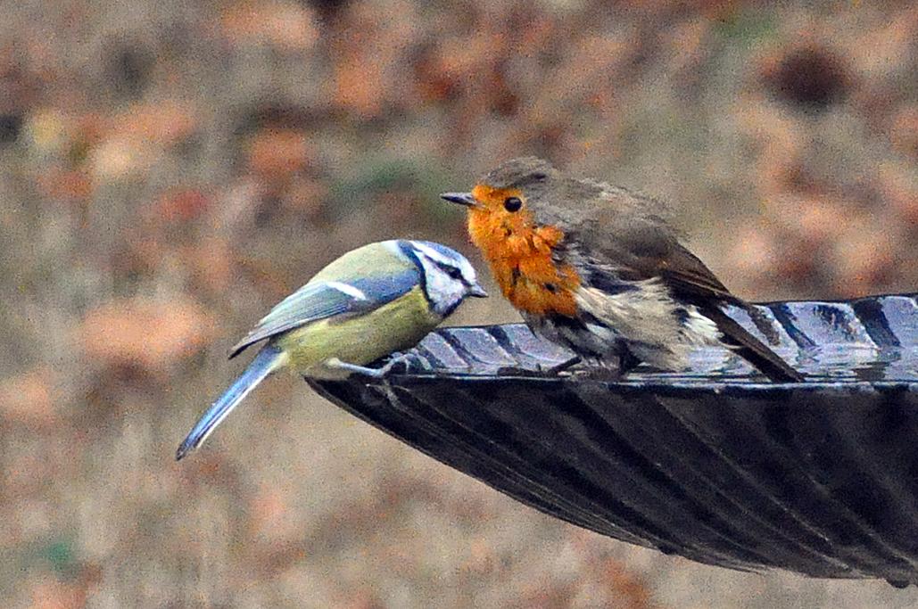 1 - Avec 1 mésange bleue