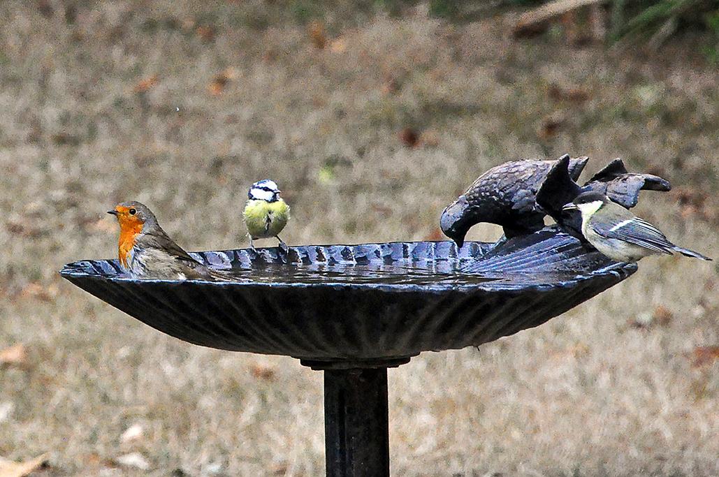 11 - Avec 1 mésange charbonnière et 1 mésange bleue