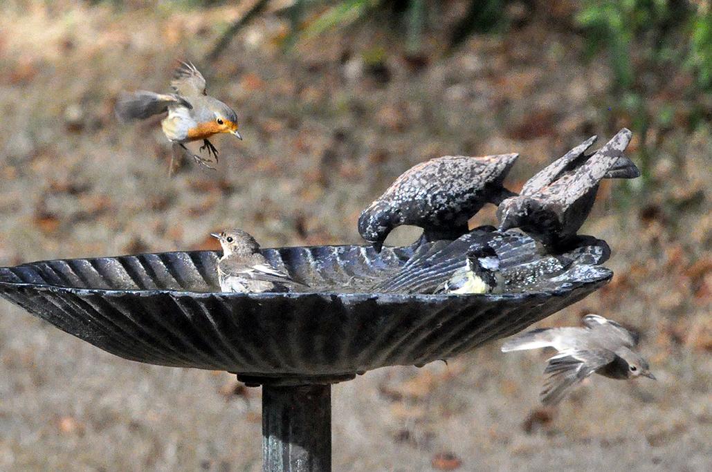 12 - Avec des gobe-mouches et 1 mésange charbonnière