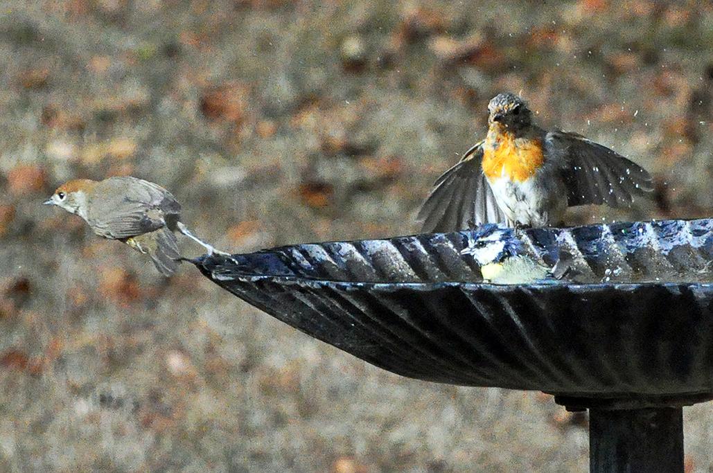 13 - Avec à G 1 fauvette à tête noire F et 1 mésange bleue