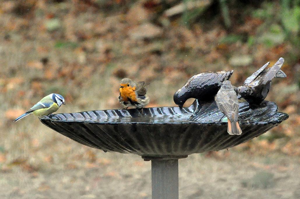 7 - Avec 1 mésange bleue et 1 rouge-queue