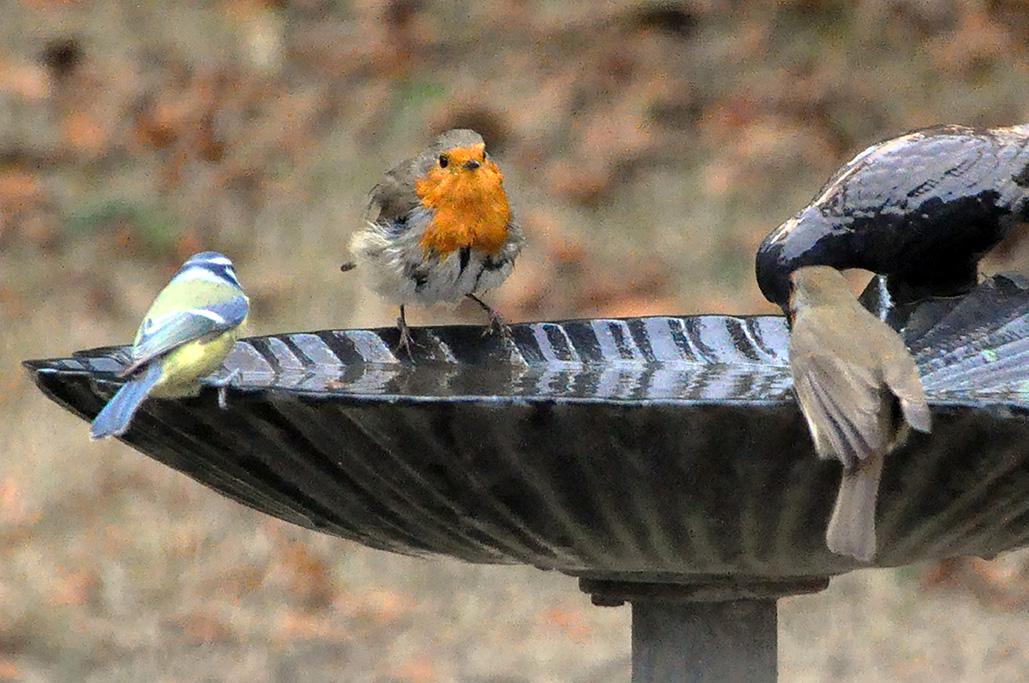 8 - 2 au bain avec une mésange bleue