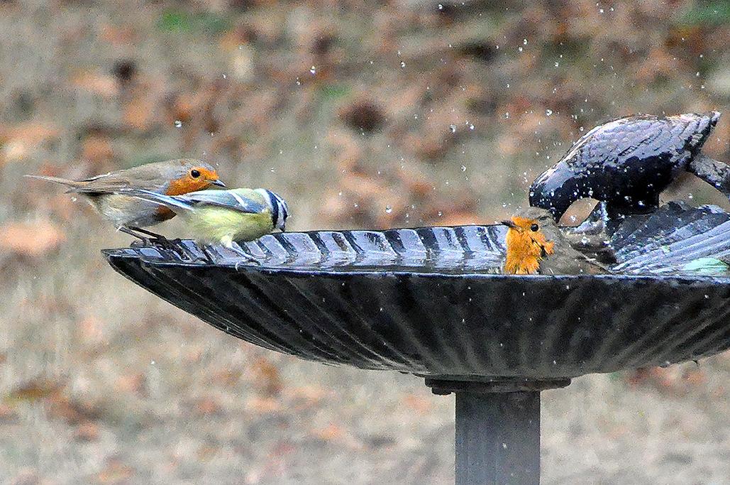 9 - 2 au bain avec une mésange bleue