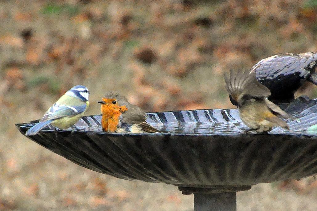 10 - 2 au bain avec une mésange bleue