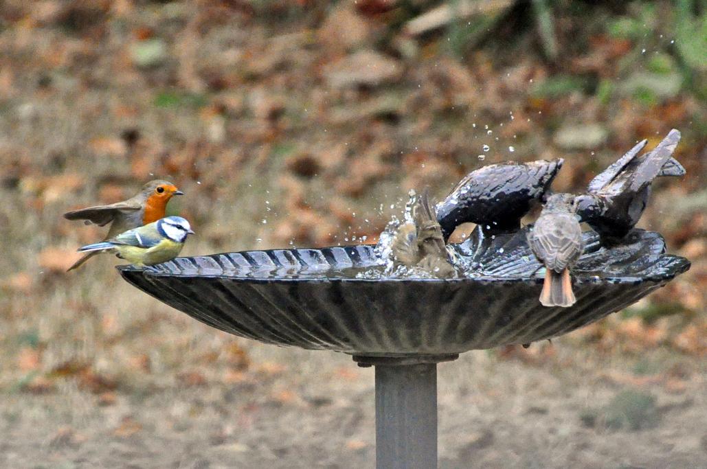 11 - 2 au bain avec une mésange bleue et un rouge-queue