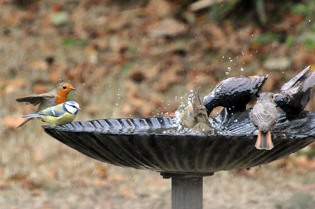 12 - 2 au bain avec une mésange bleue et un rouge-queue