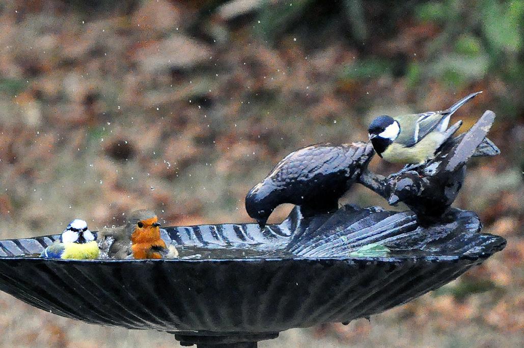 8 - Avec 1 mésange bleue et 1 mésange charbonnière