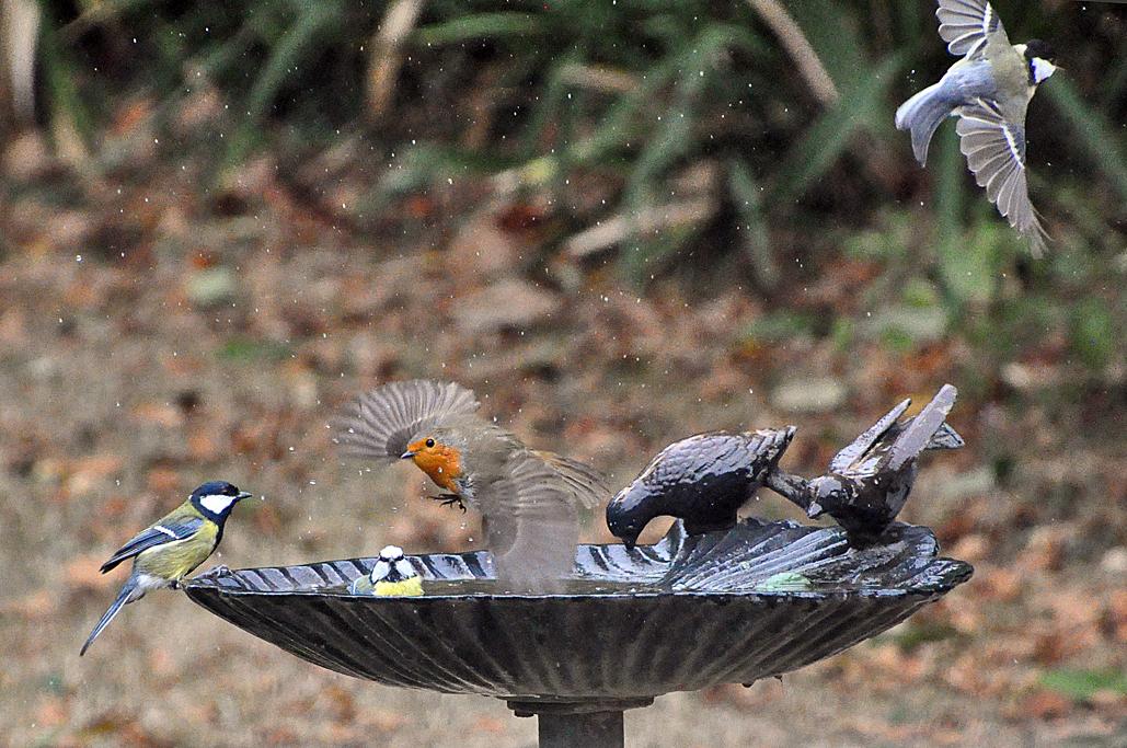 9 - Avec 2 mésanges charbonnières et 1 mésange bleue