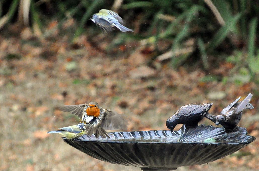 10 - Avec 1 mésange charbonnière et 1 mésange bleue