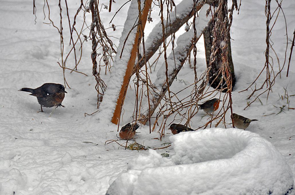 rouge-gorge avec merle et pinsons