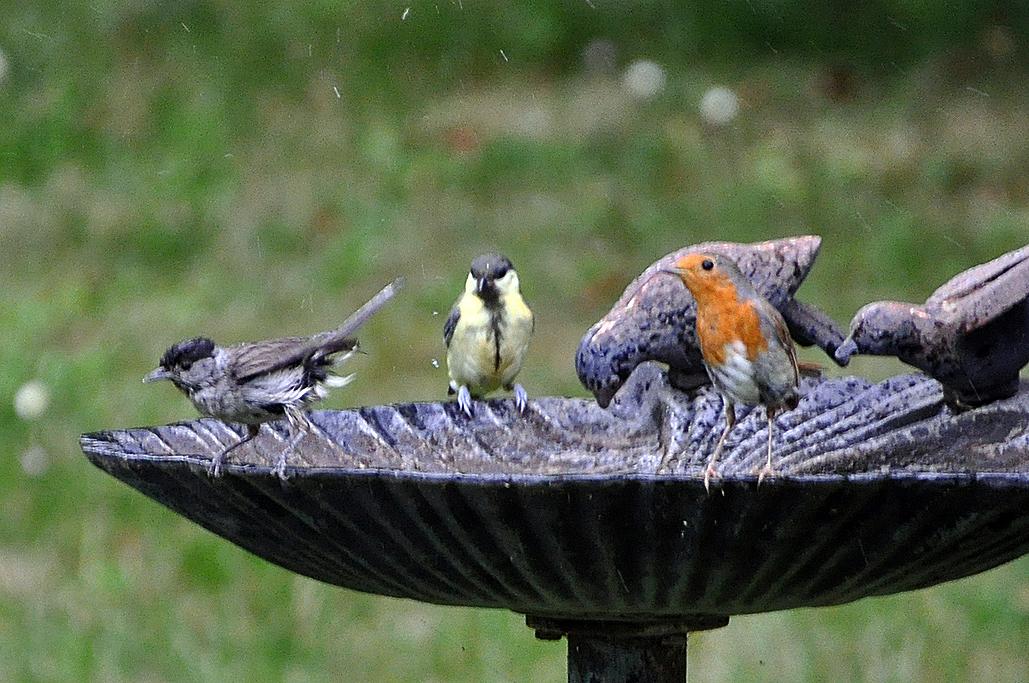 1 - Avec 1 fauvette à tête noire M et 1 mésange charbonnière