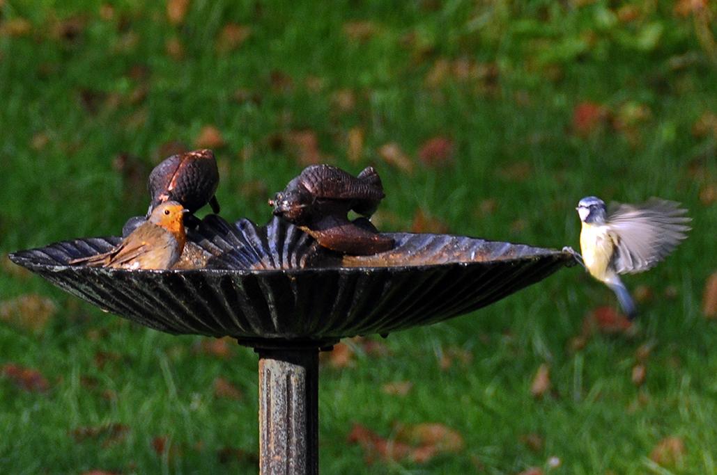 2 - Avec 1 mésange bleue