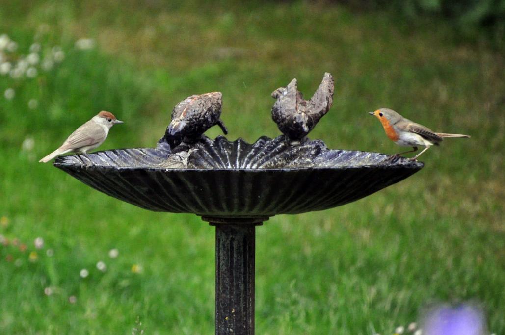 3 - Avec 1 couple de fauvettes à tête noire