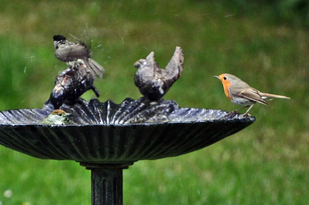 4 -  Avec 1 couple de fauvettes à tête noire