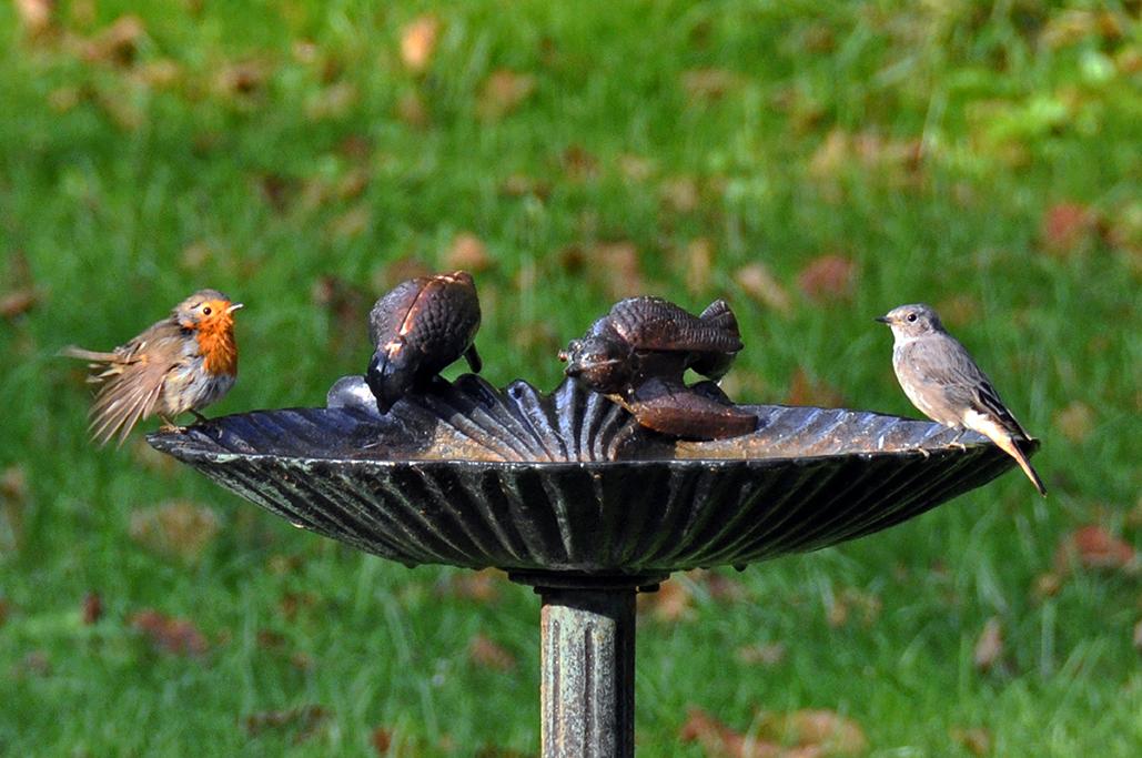 8 - Avec 1 rouge-queue