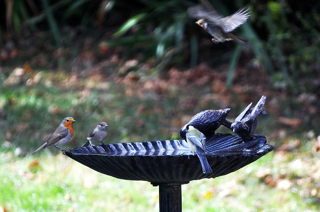 10 - Avec 1 fauvette à tête noire F et 1 mésange charbonnière