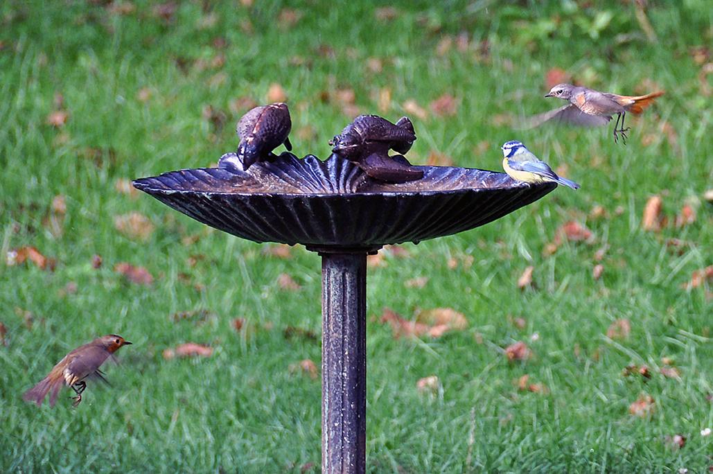 18 - Avec 1 rouge-queue à front blanc et 1 mésange bleue