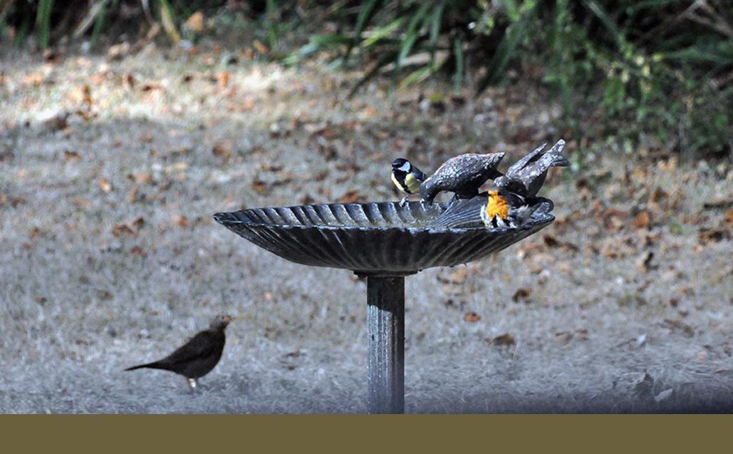 20 - Avec 1 mésange charbonnière et 1 merle