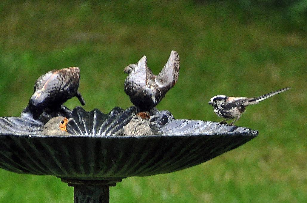 1 - Avec 1 mésange à longue queue