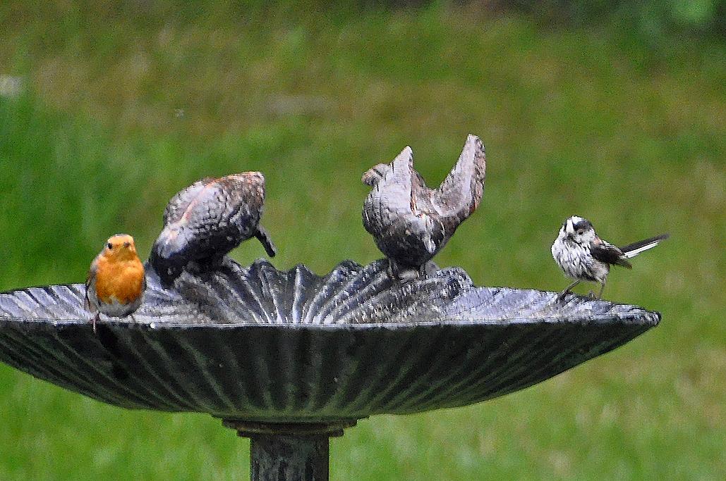 4 - Avec 1 mésange à longue queue