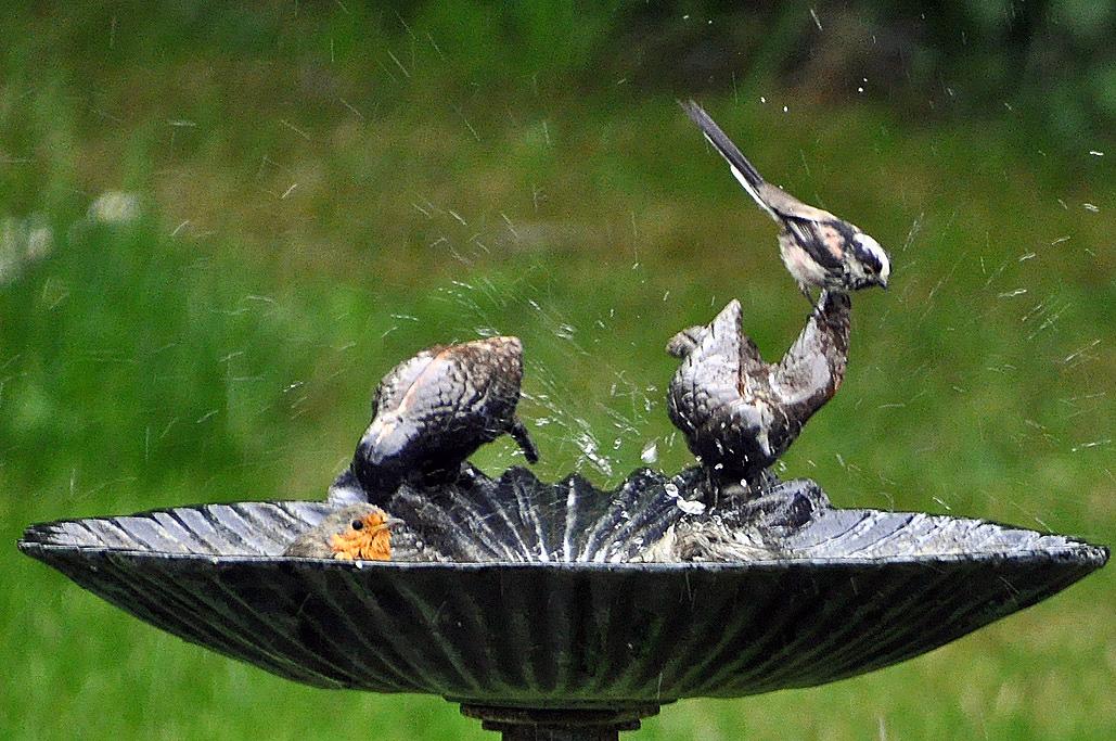 5 - Avec 1 mésange à longue queue