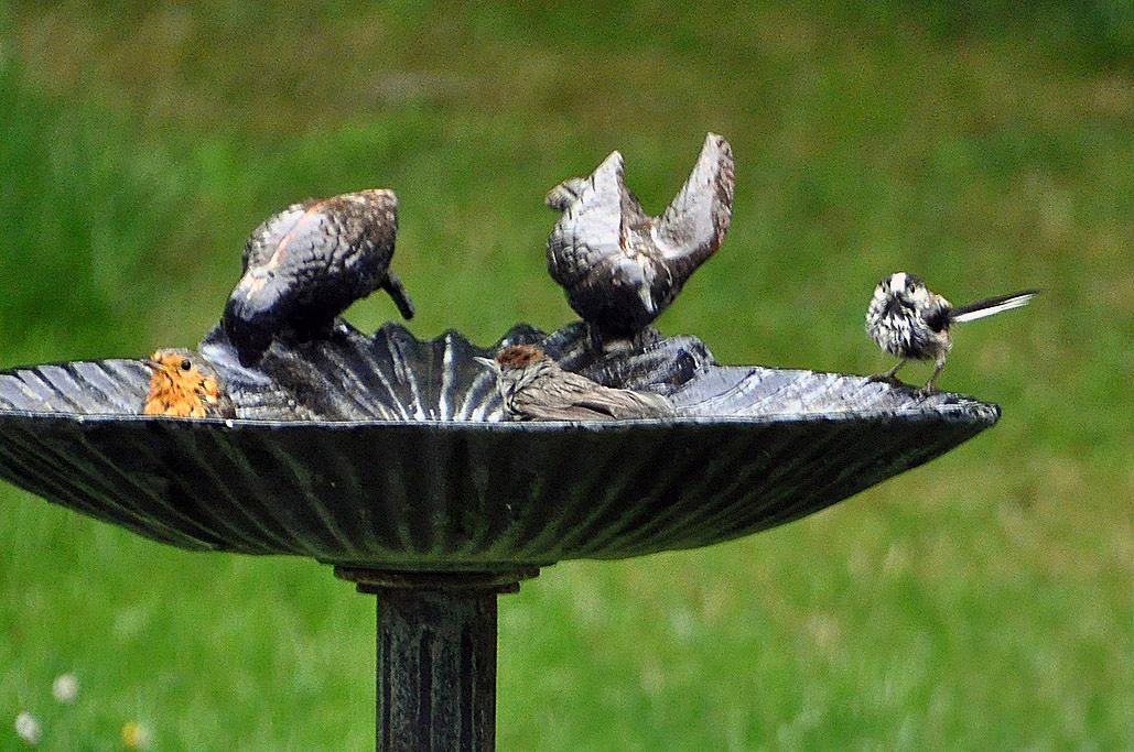 7 - Avec 1 mésange à longue queue