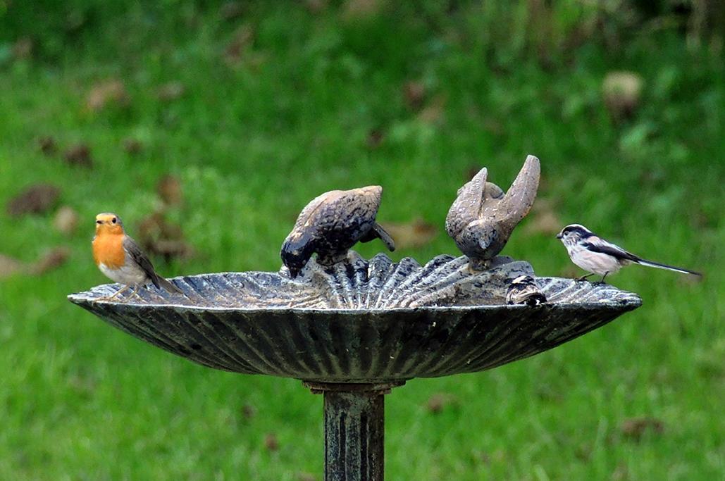 9 - Avec 1 mésange à longue queue