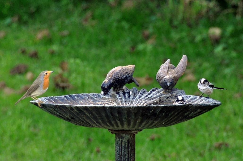 8 - Avec 1 mésange à longue queue