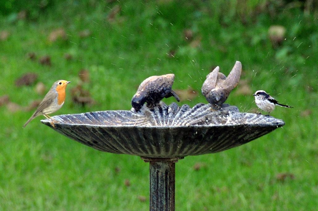 10 - Avec 1 mésange à longue queue