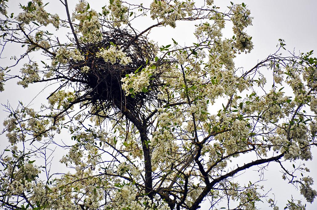 18 - Mi-mai : l'acacia est fleuri, le nid est toujours déserté