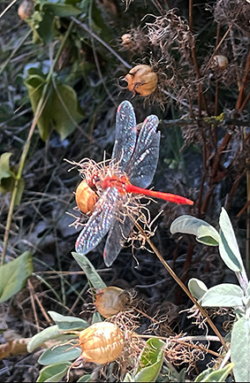 libellule sympetrum rouge dans les nygelles de Damas