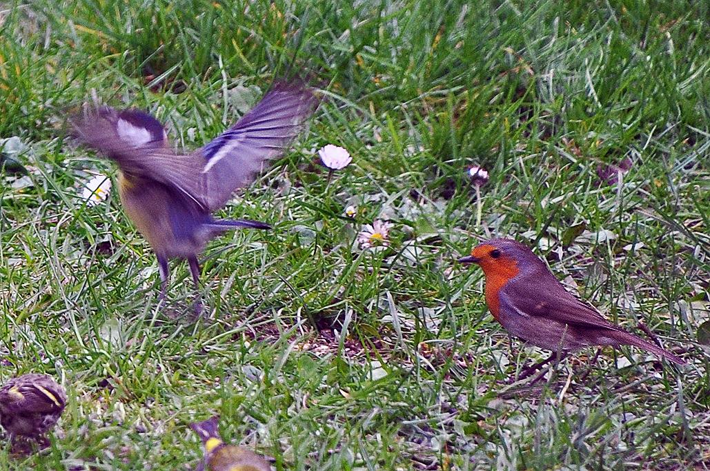 11 - Avec 1 mésange charbonnière