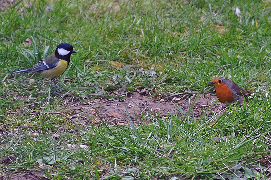 17 - Avec 1 mésange charbonnière