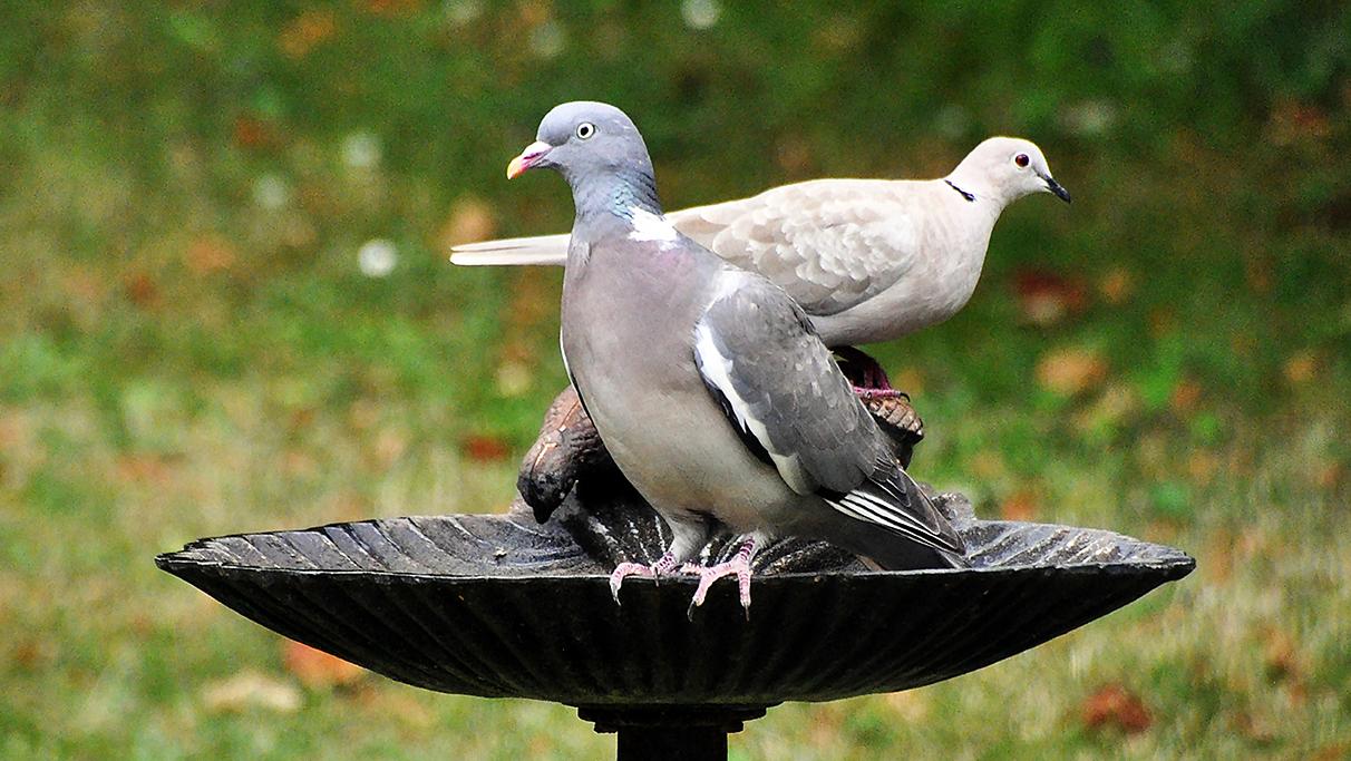 Pigeon et tourterelle